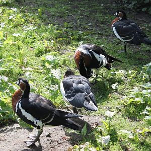 Red-breasted geese