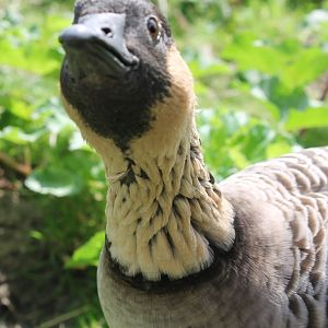 Hawaiian goose