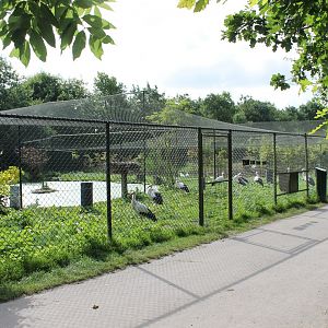 European white stork-aviary