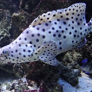 Humpback Grouper