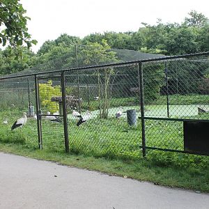 European white storks and Ross's  geese