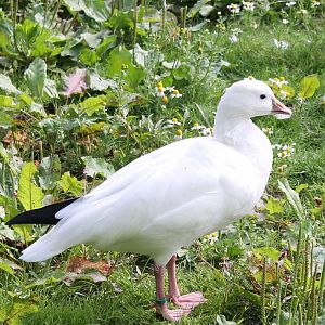 Ross's  goose