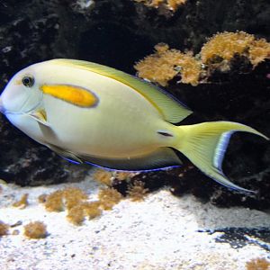 Orange Band Surgeonfisf