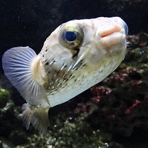 Spot-fin Porcupinefish