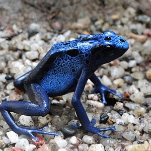 Blue Poison Arrow Frog