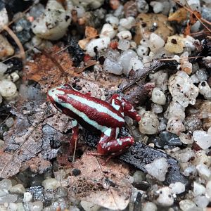 Phantasmal Poison Dart Frog