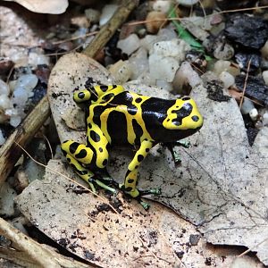 Yellow-banded Poison Dart Frog