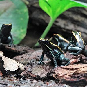 Golfodulcean Poison Dart Frog