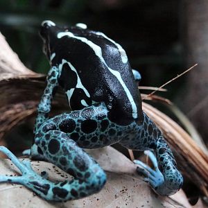 Yellow-and-blue Poison Dart Frog