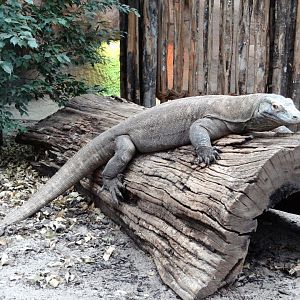 Komodo Dragon