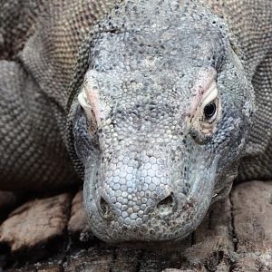 Komodo Dragon