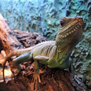 Asian Water Dragon