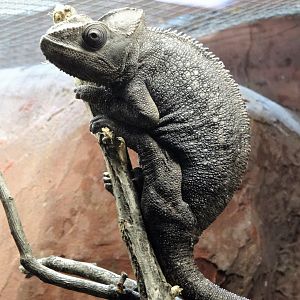 Malgasy Giant Chameleon