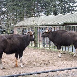 Gaur in Asian Rhino paddock