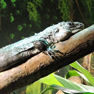 Utila Iguana