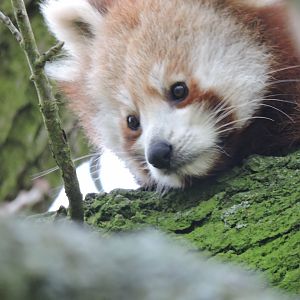 Red Panda