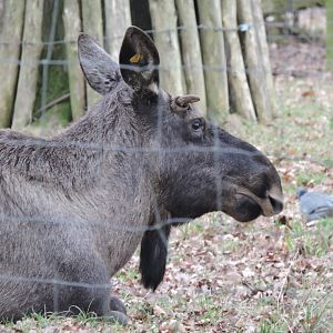 Young male Moose