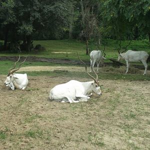 Addax, Kilimanjaro Safaris