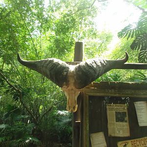 African Buffalo Skull, Pangani Forest Exploration Trail