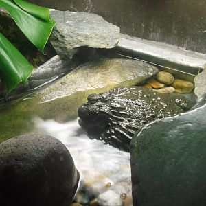 African Bullfrog, Pangani Forest Exploration Trail