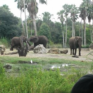 African Elephant Herd, Kilimanjaro Safaris