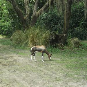 Bontebok, Kilimanjaro Safaris