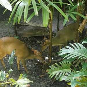 Reeve's Muntjac