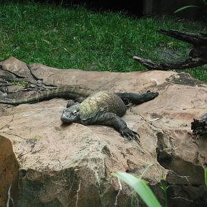 Komodo Dragon, Maharajah Jungle Trek