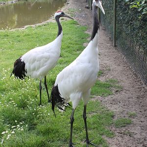 Red-crowned cranes