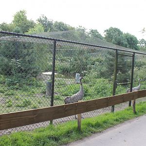 Aviary European crane