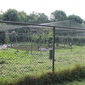 Flamingo - Wader Aviary