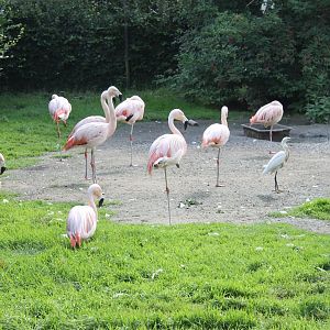 Chilean flamingos and Little egret