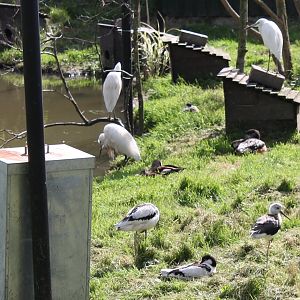 Egrets, Ducks and Waders