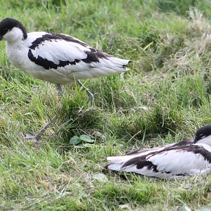 Pied avocets
