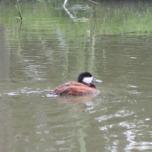 Ruddy duck