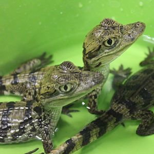 Spectacled caimans
