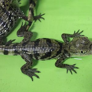Speclated caiman