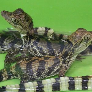 Spectacled caimans