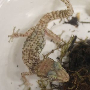 Paroedura stumpfii (?)