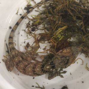 Blaesodacktylus boivini