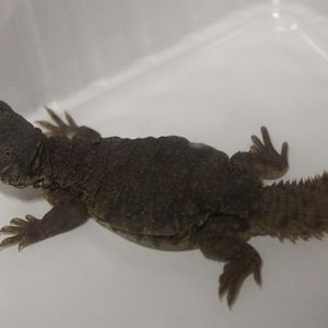 Uromastyx species