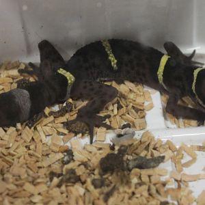 Goniurosaurus hainanensis