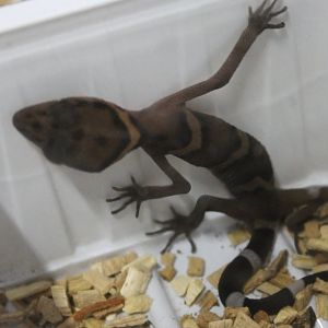 Goniurosaurus araneus