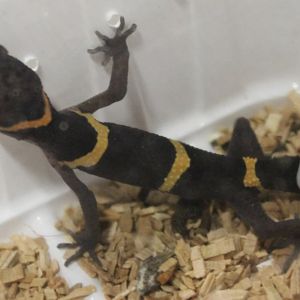 Goniurosaurus hainanensis