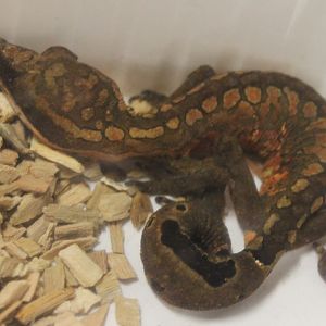 Aeluroscalabotes felinus