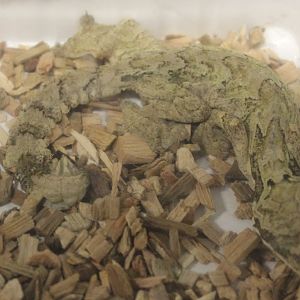 Ptychozoon species - Malaysia