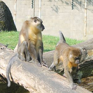 Golden-bellied mangabeys