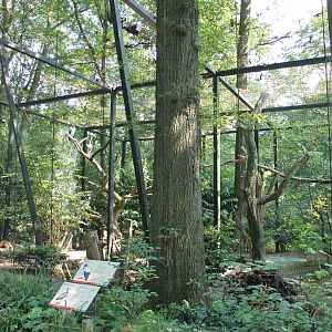 Whistling duck - King vulture Aviary