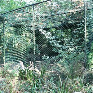 Aviary Great bittern