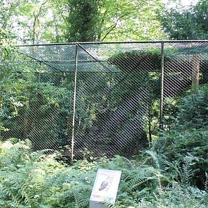 Aviary Spotted eagle-owl